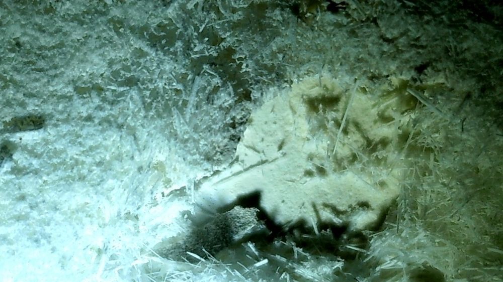 Foto al microscopio di una muffa