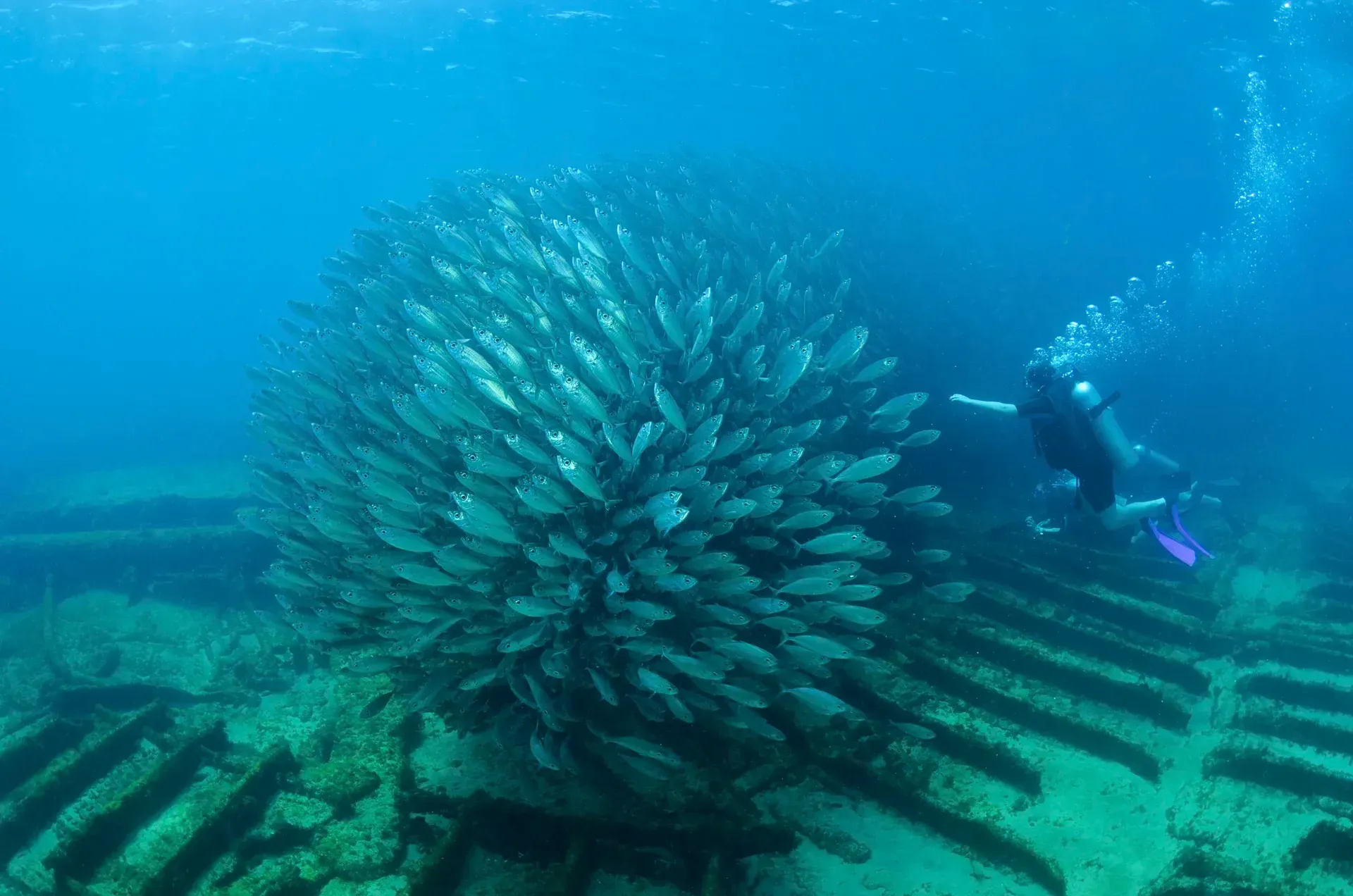 Um mergulhador está nadando no oceano perto de um grande cardume de peixes.