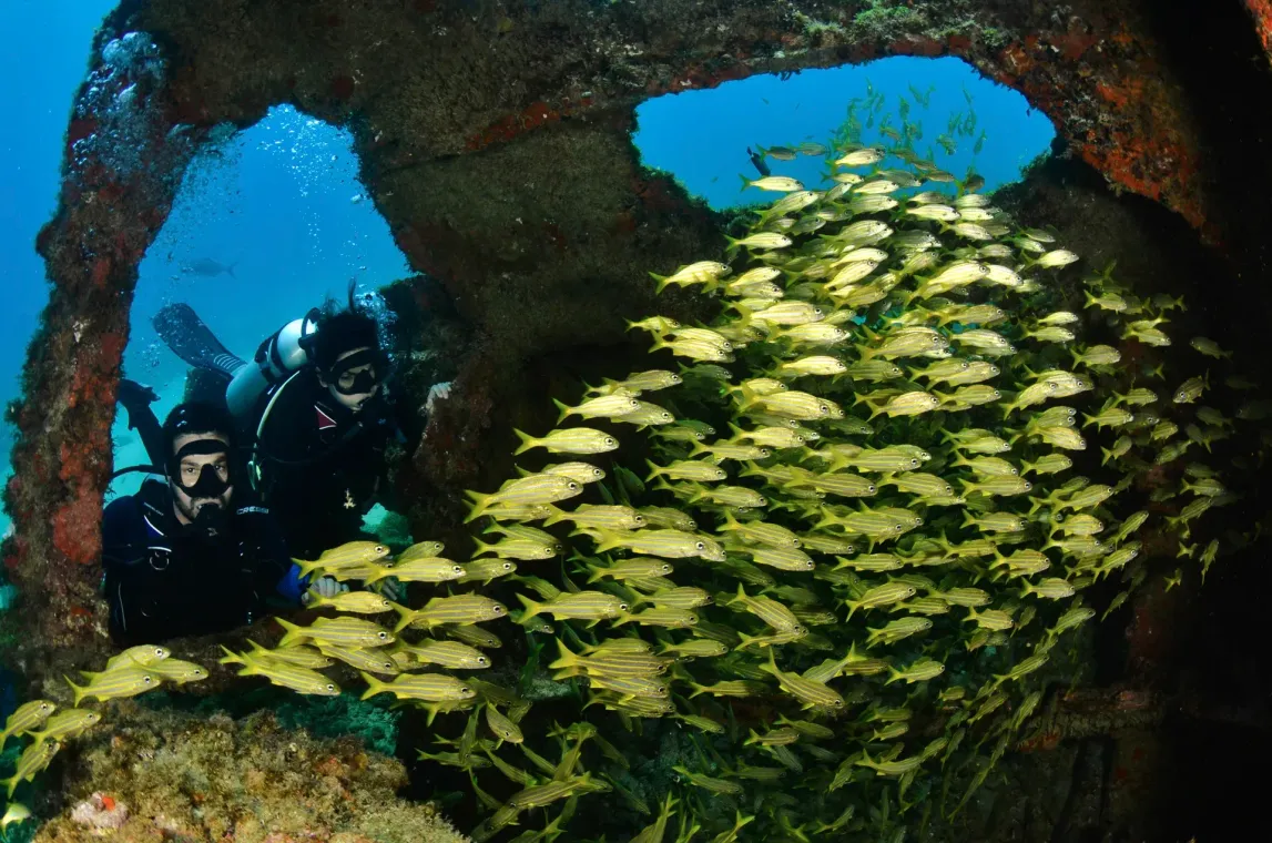 Um mergulhador está cercado por um grande cardume de peixes