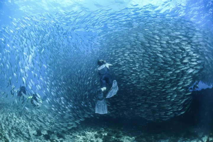 Um mergulhador está cercado por um grande cardume de peixes no oceano.