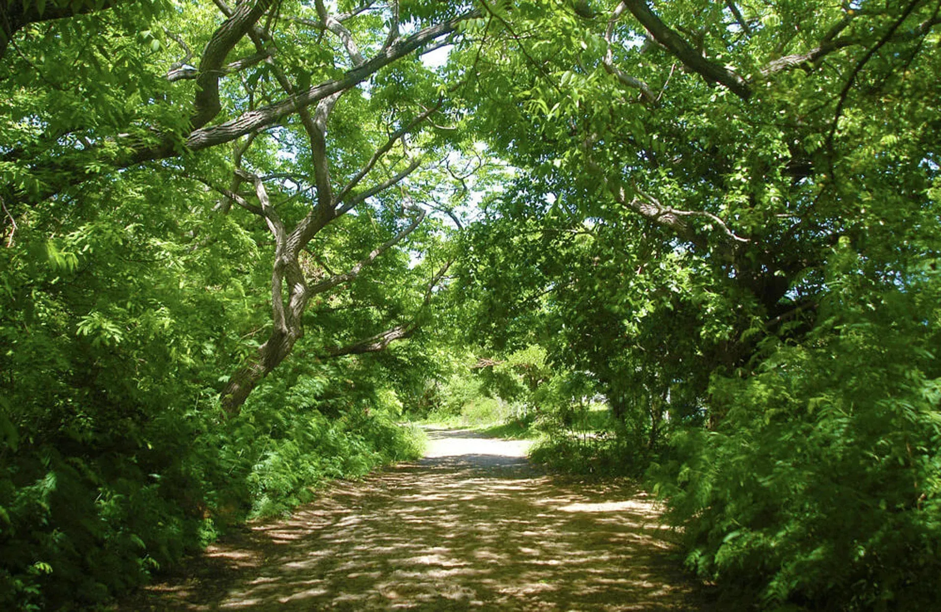 Uma estrada de terra cercada por árvores e arbustos em um dia ensolarado.