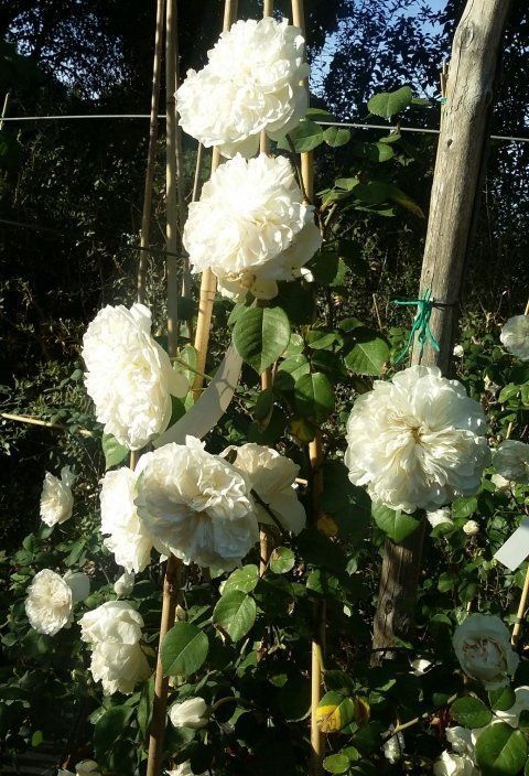 Rosa Colonial White