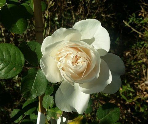 Rosa Colonial White