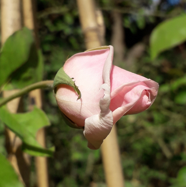 Rosa M.me Jules Gravereaux