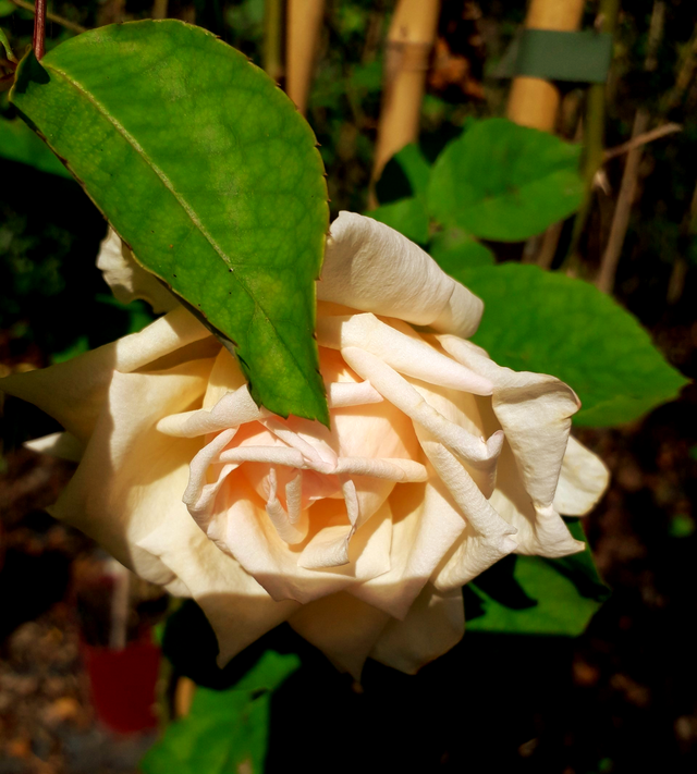 Rosa M.me Jules Gravereaux