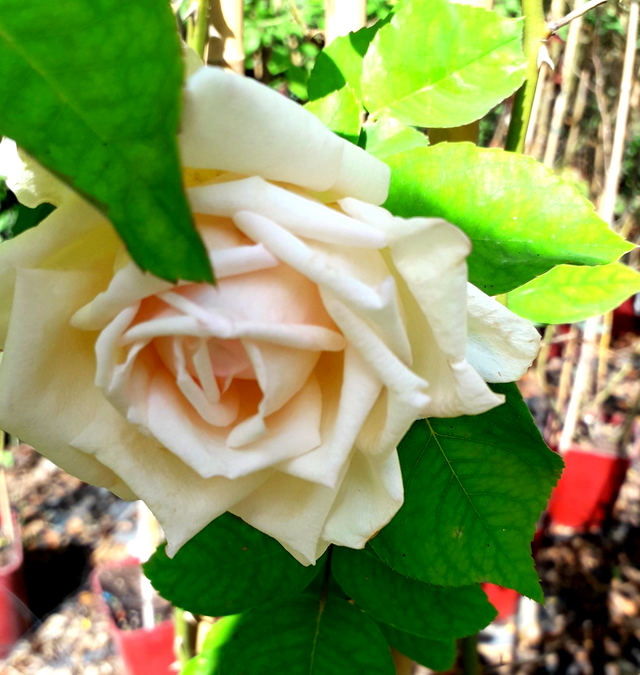 Rosa M.me Jules Gravereaux