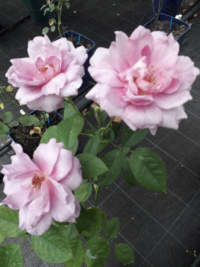 Rosa Pink Ekrixis