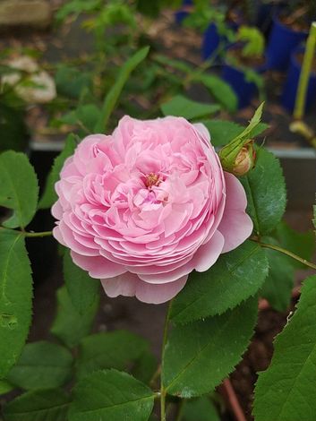 rosa color rosa
