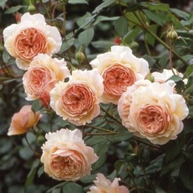 A Shropshire Lad