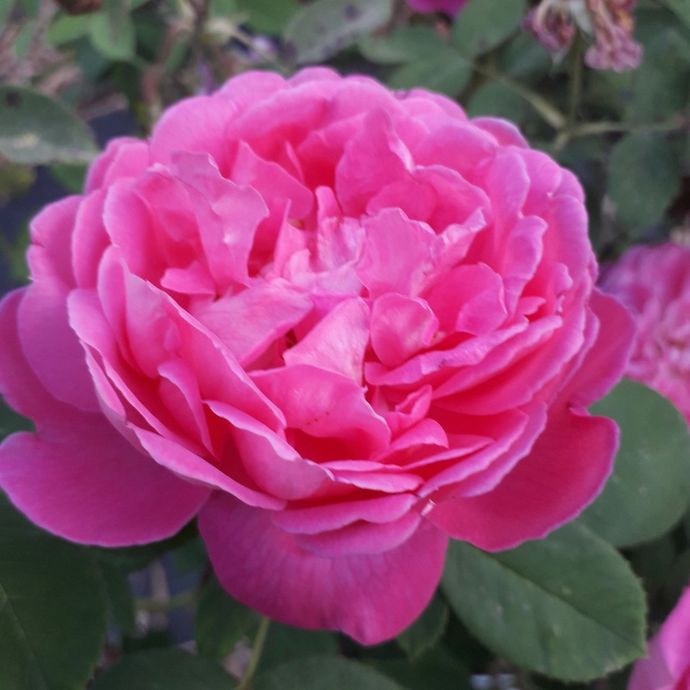 Rosa Isola di Chio