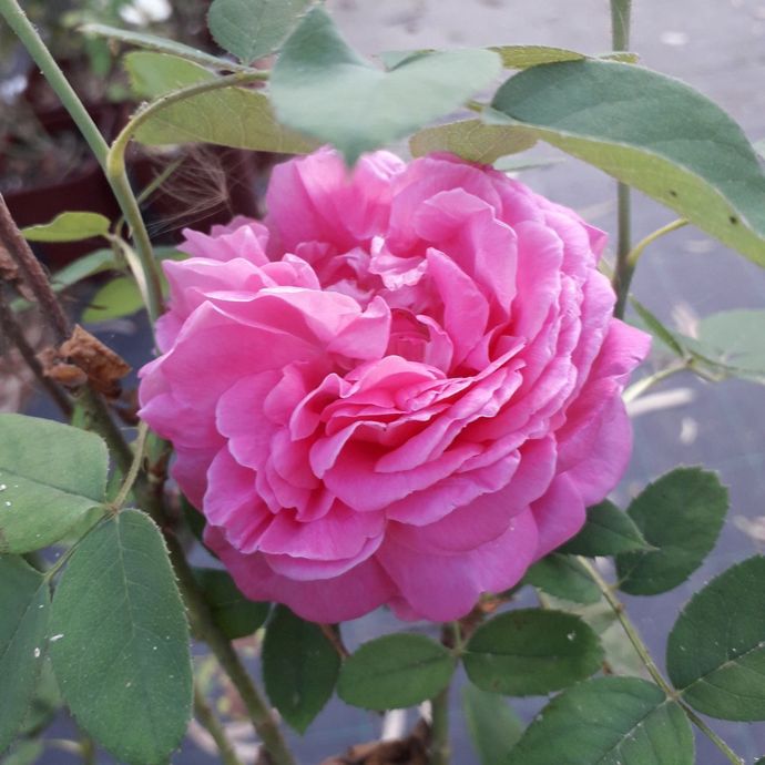 Rosa Isola di Chio