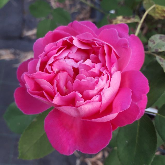 Rosa Isola di Chio