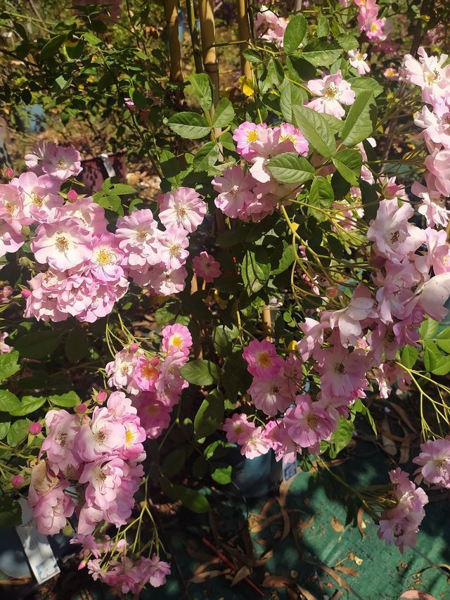 Rosa Apple Blossom