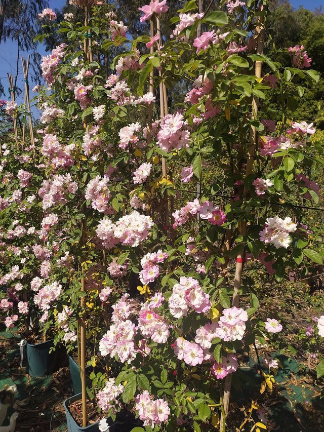 Rosa Apple Blossom