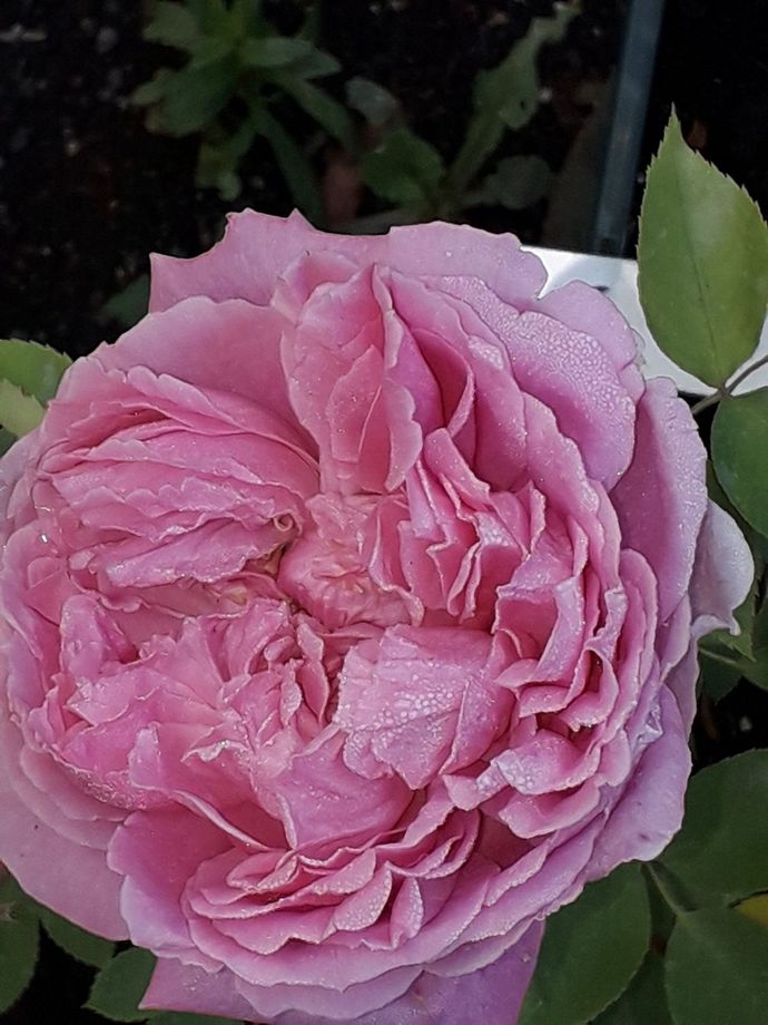 Rosa Archiduchesse Elisabeth d'Autriche