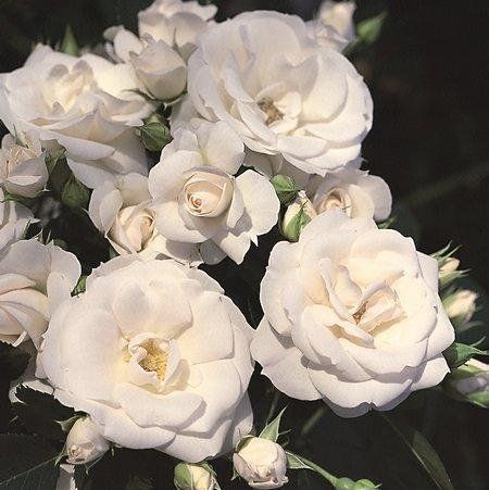 Aspirine Rose