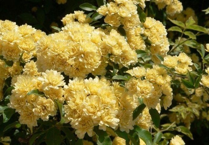 Banksiae Lutea