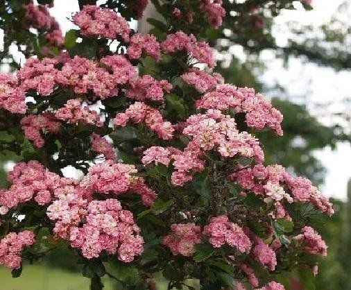 Banksiae Rosea