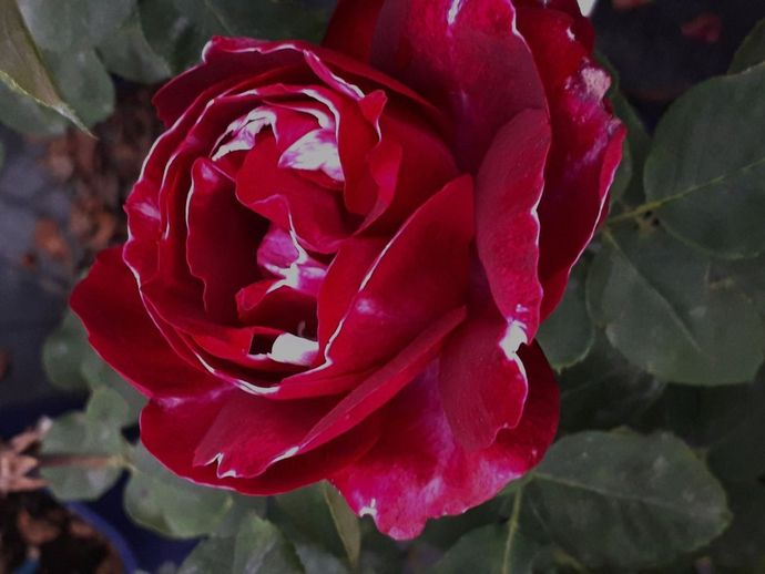 Rosa Baron Girod de L'Ain