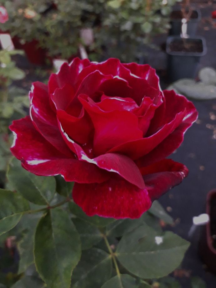 Rosa Baron Girod de L'Ain