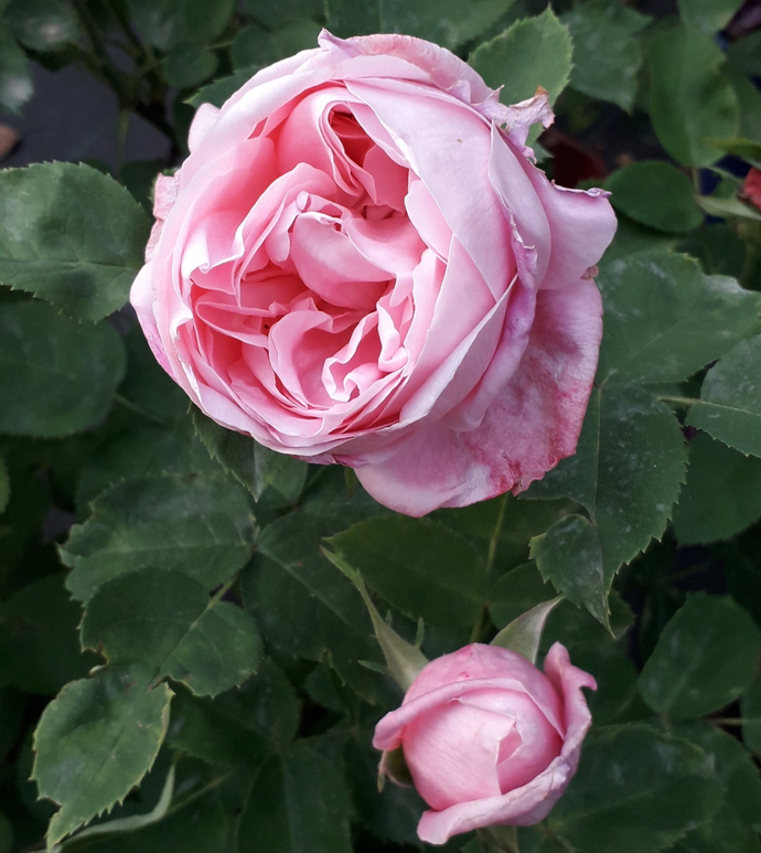 Rosa Baroness Rothschild