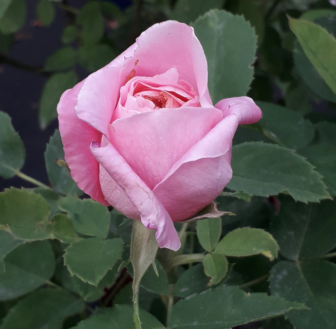 Rosa Baroness Rothschild