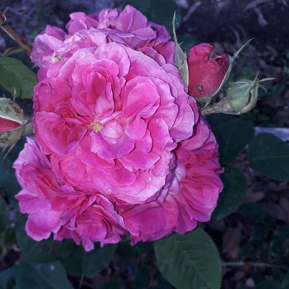 Rosa Baronne Prévost