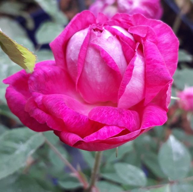 Rosa Beau Narcisse