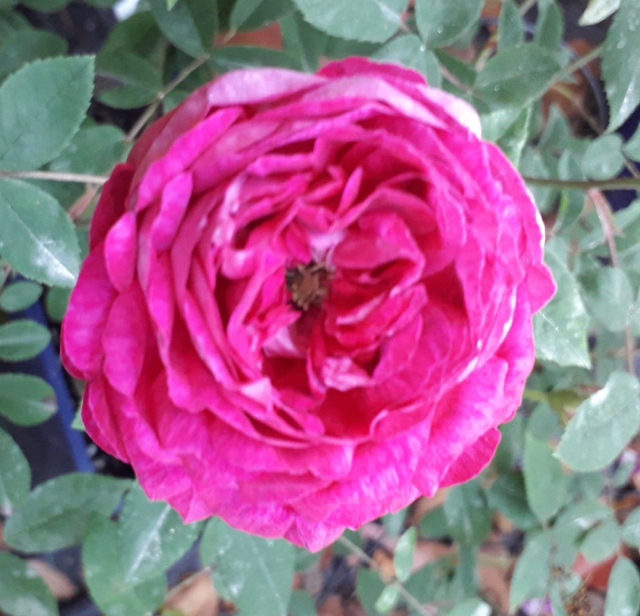 Rosa Beau Narcisse