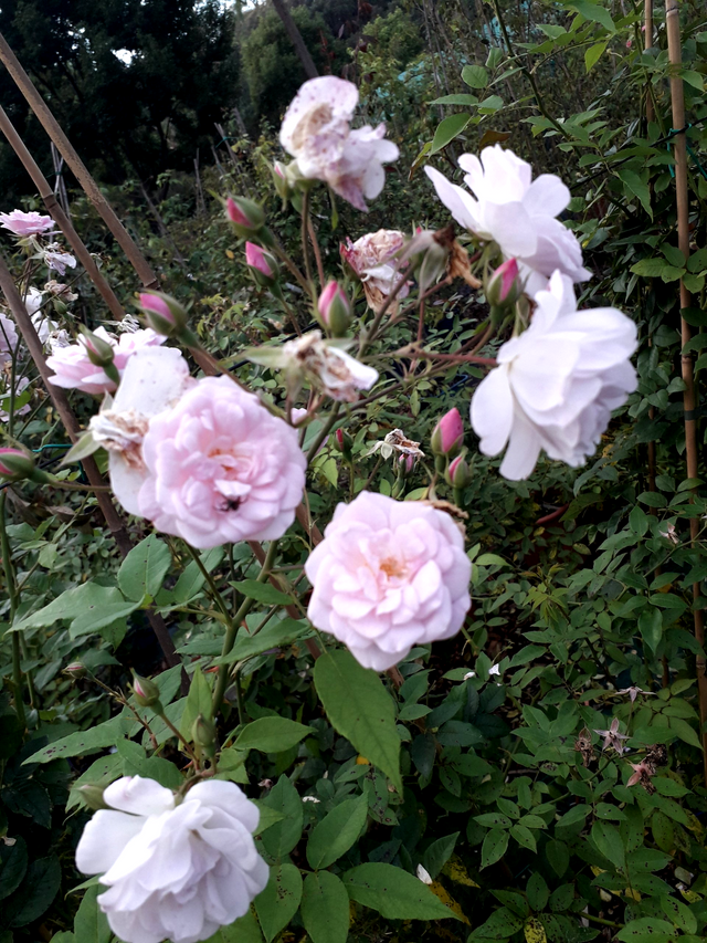 Rosa Belle Vichyssoise
