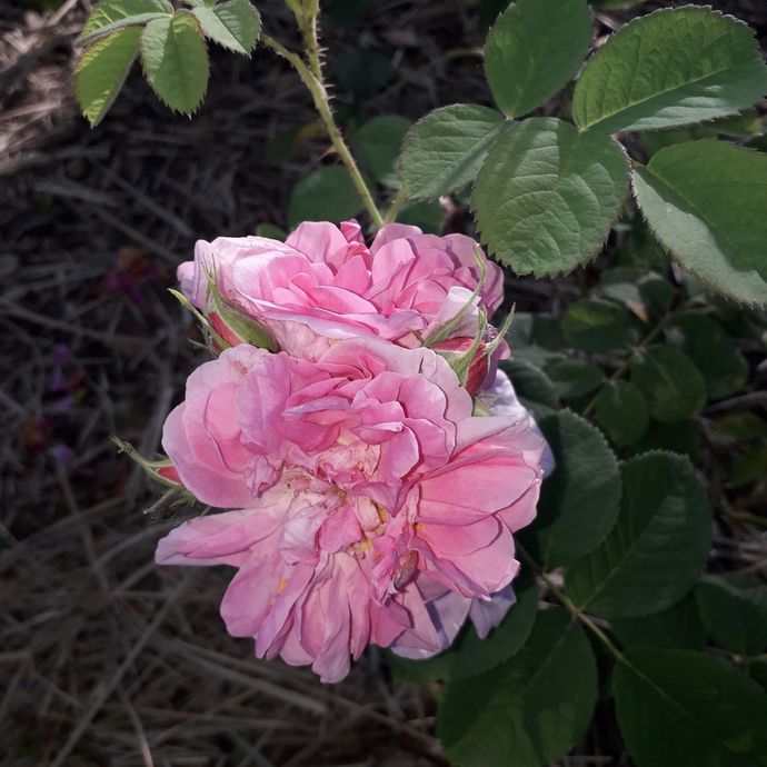 Rosa Bernard