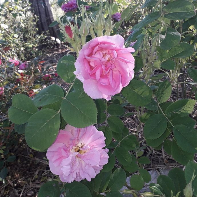 Rosa Bernard