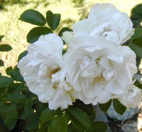 Blanc double de Coubert