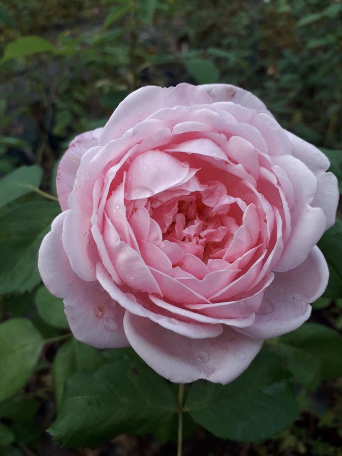 Rosa Catherine Soupert