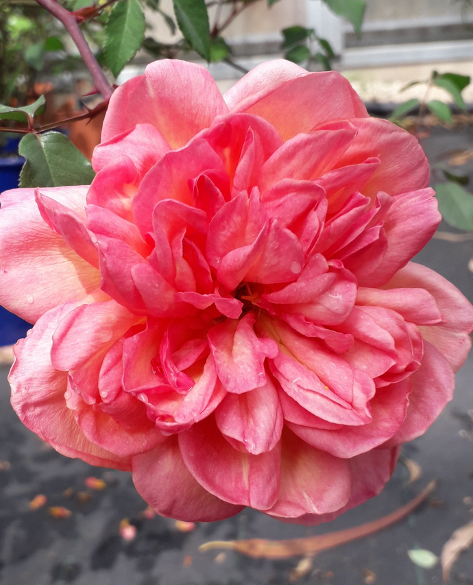 Rosa Clementina Carbonieri