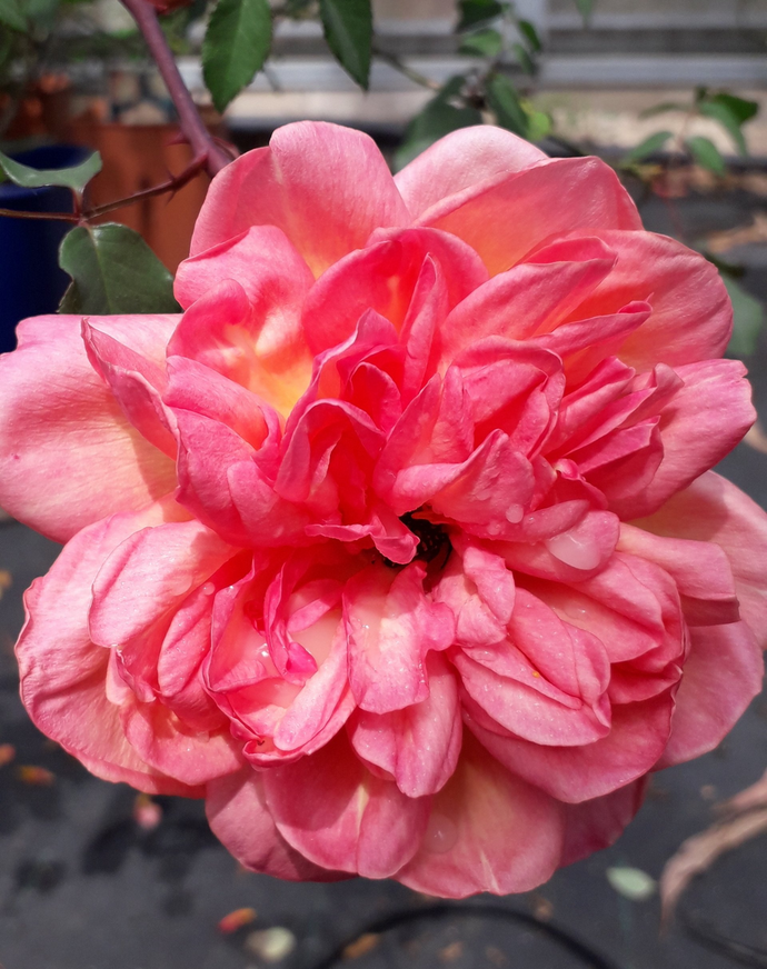 Rosa Clementina Carbonieri