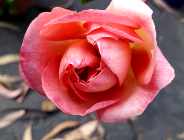 Rosa Clementina Carbonieri