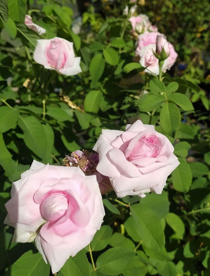 Rosa Comte de Chambord