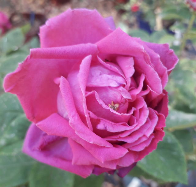 Rosa Comte de Falloux