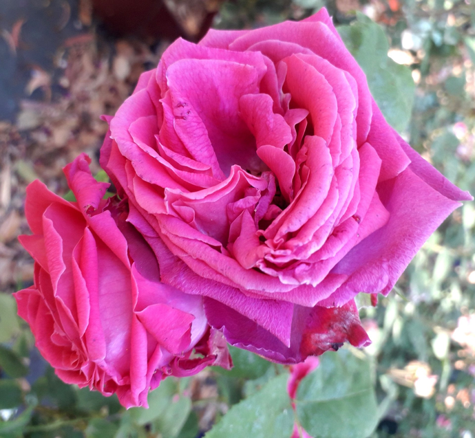 Rosa Comte de Falloux