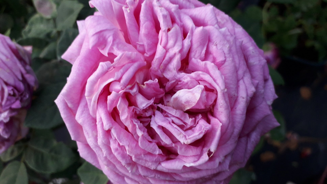 Rosa Comtesse Cécile de Chabrillant
