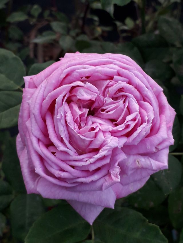 Rosa Comtesse Cécile de Chabrillant