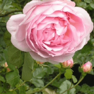 Constance Spry