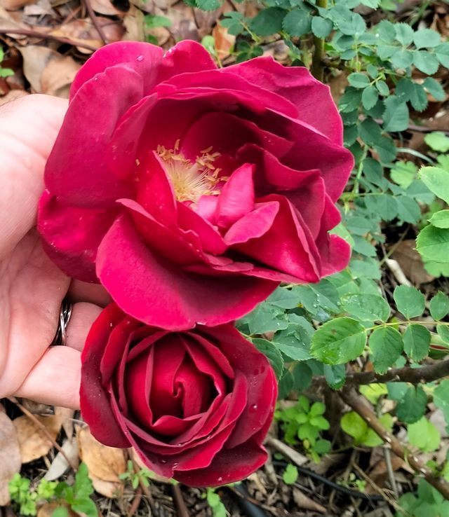 Rosa Cuthbert Grant