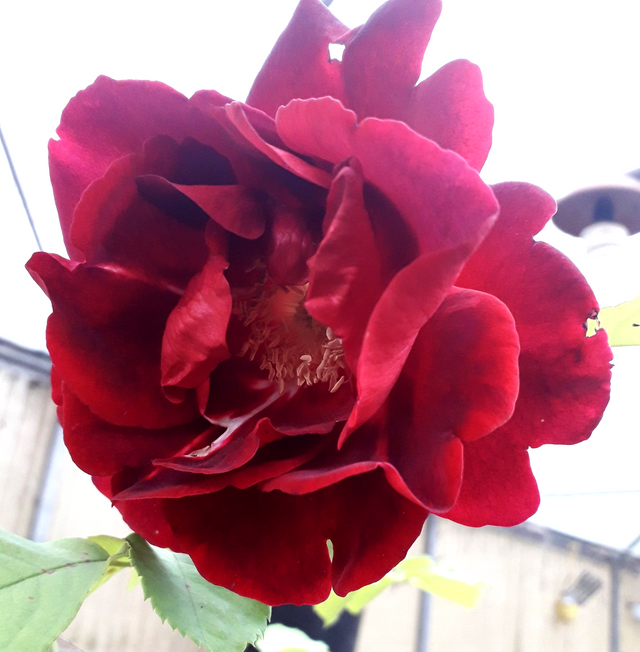 Rosa Cuthbert Grant