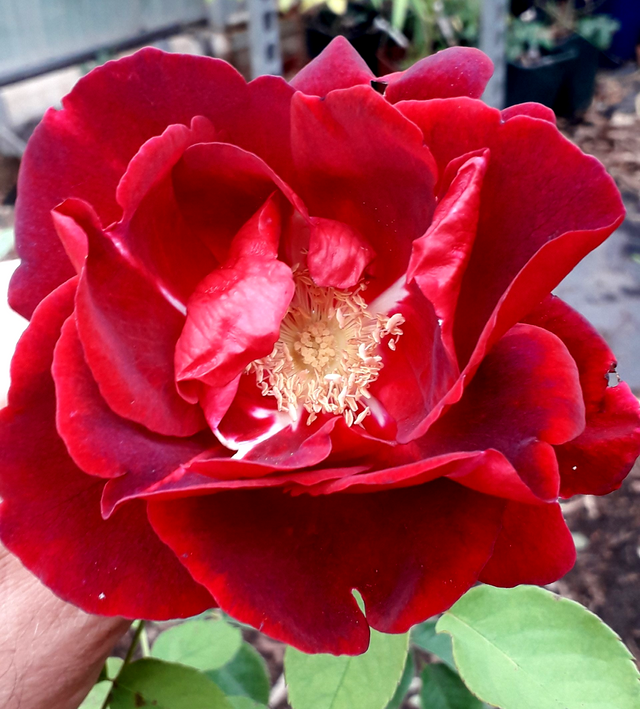 Rosa Cuthbert Grant