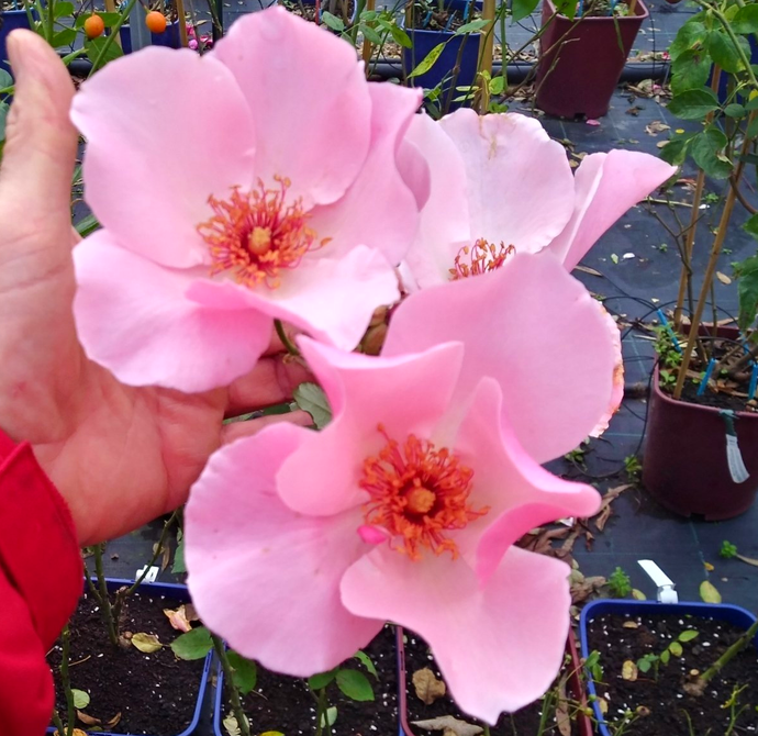 Rosa Dainty Bess