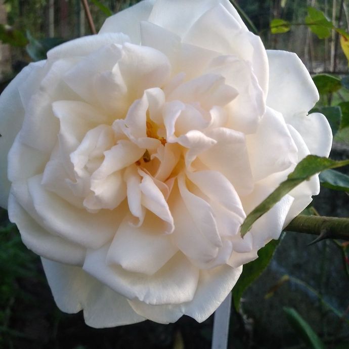 Rosa Devoniensis
