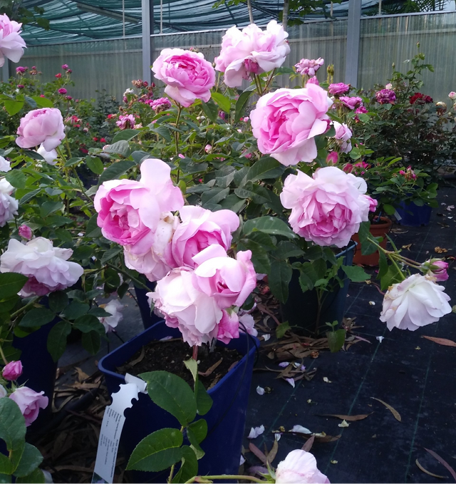 Rosa Duchesse d’Angoulème