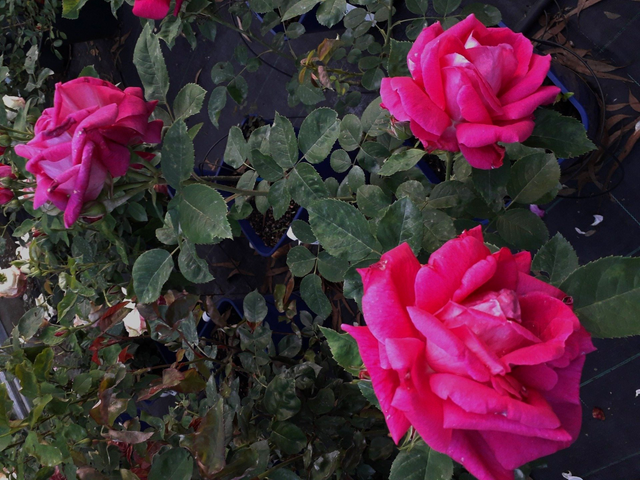 Rosa Dupuis Jamain